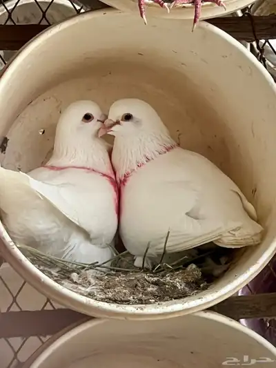 زغاليل مذبوحة وجاهزة 0