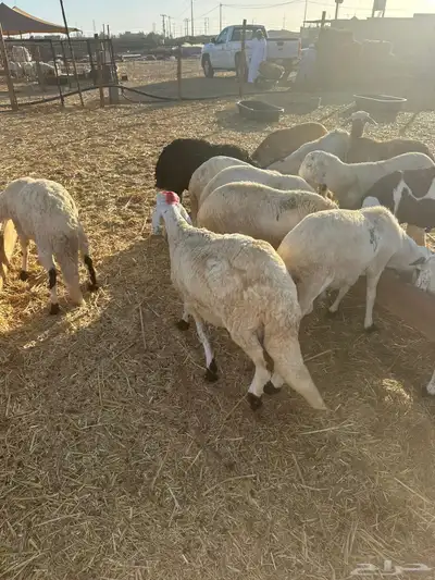 ذبايح سواكني للبيع الموقع المزرعه 4