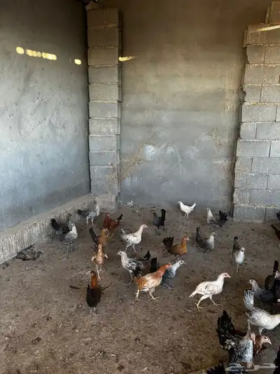 دجاج بلدي و دجاج فيومي العمر ثلاث شهور ونص 3