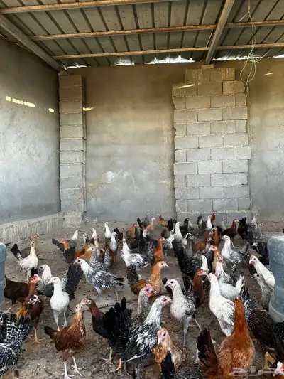 دجاج بلدي و دجاج فيومي العمر ثلاث شهور ونص 0