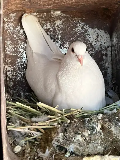 زغاليل مذبوحة وجاهزة 1