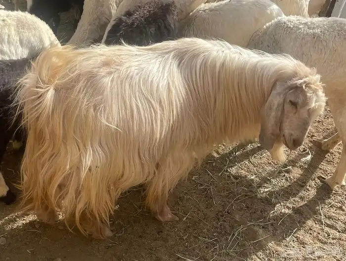تيس عيد كفو 0