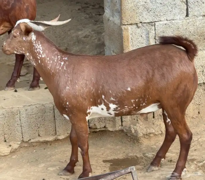 تيوس اضاحي للبيع تم البيع 3