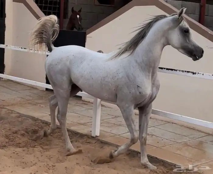 حصان واهو للبيع شيخ 1