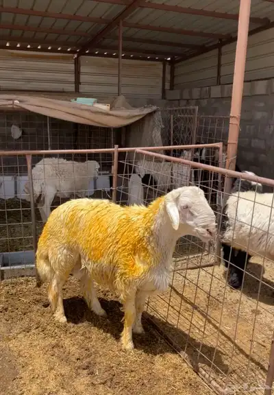 مشروع حري صنف تممم البيع 1