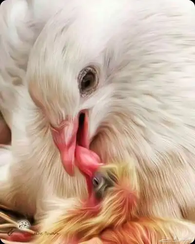 زغاليل مذبوحة وجاهزة 2