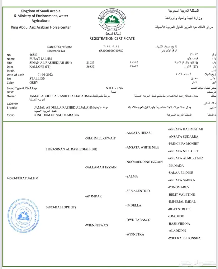 حصان واهو 3 سنوات 1