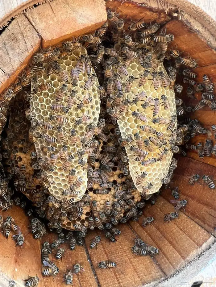 عسل جبلي جديد من منحلي شخصيا 12