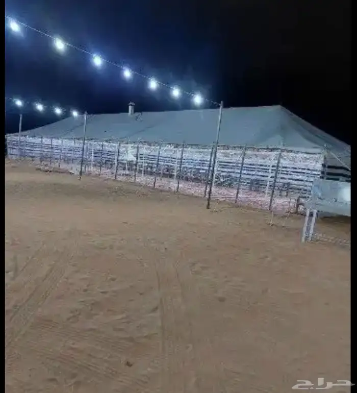 تاجير خيول ونياق وخيام 12