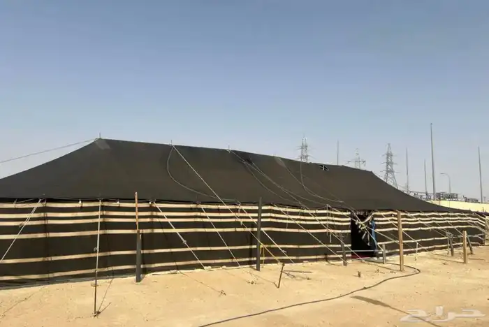 تاجير خيول ونياق وخيام 11