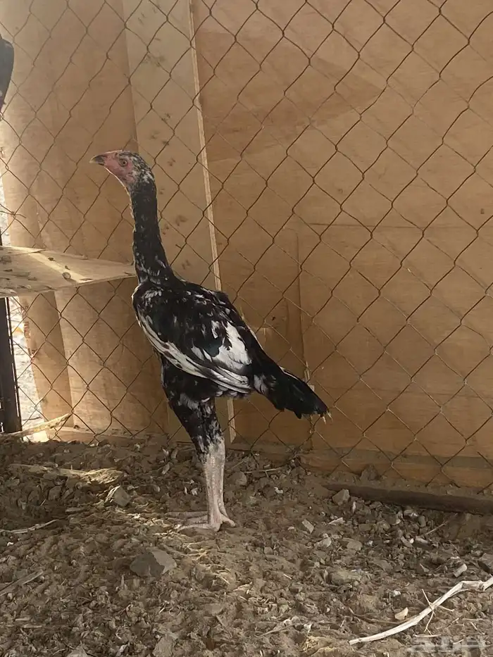 تم البيع 1