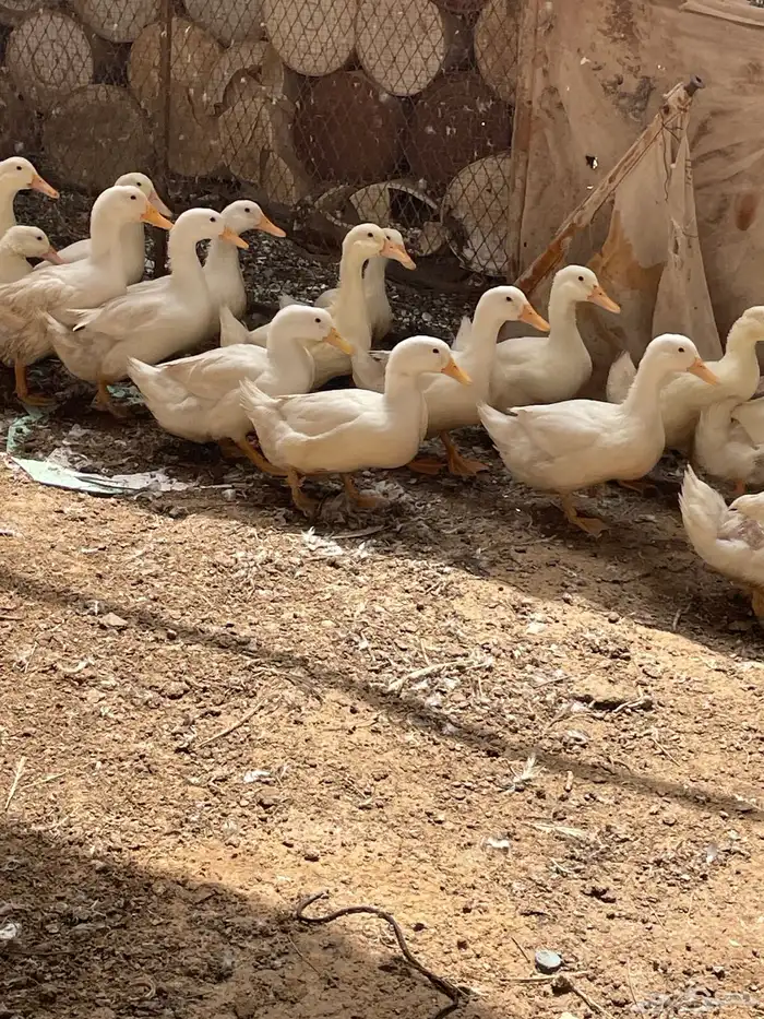 بط بكيني البيع 15جوز 0