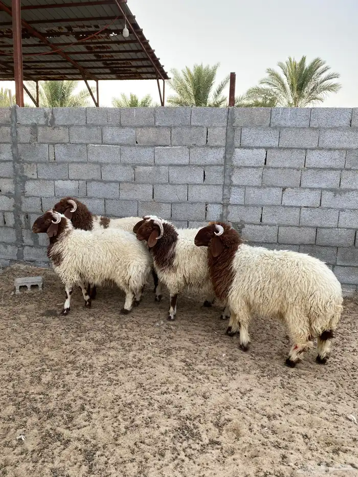 ضحايا نعيم بلدي فاخر تم البيع بالكامل 0