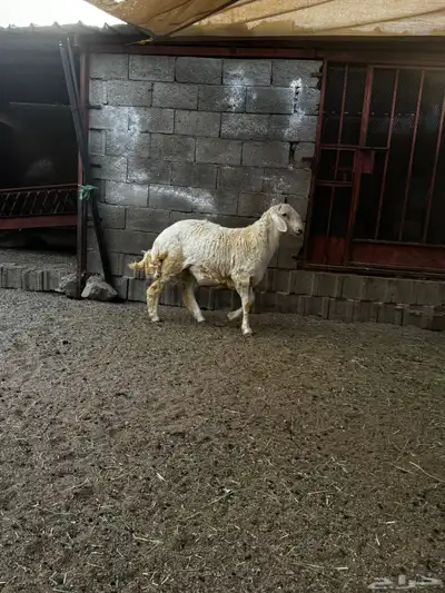 خروف 3