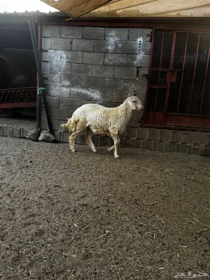 خروف 3