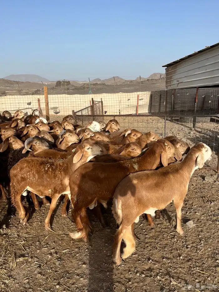 طليان سواكن حمري فاخر ام روابه مرابى ضحايا 63
