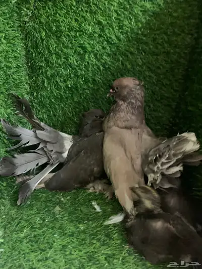 رقاص امريكي 2
