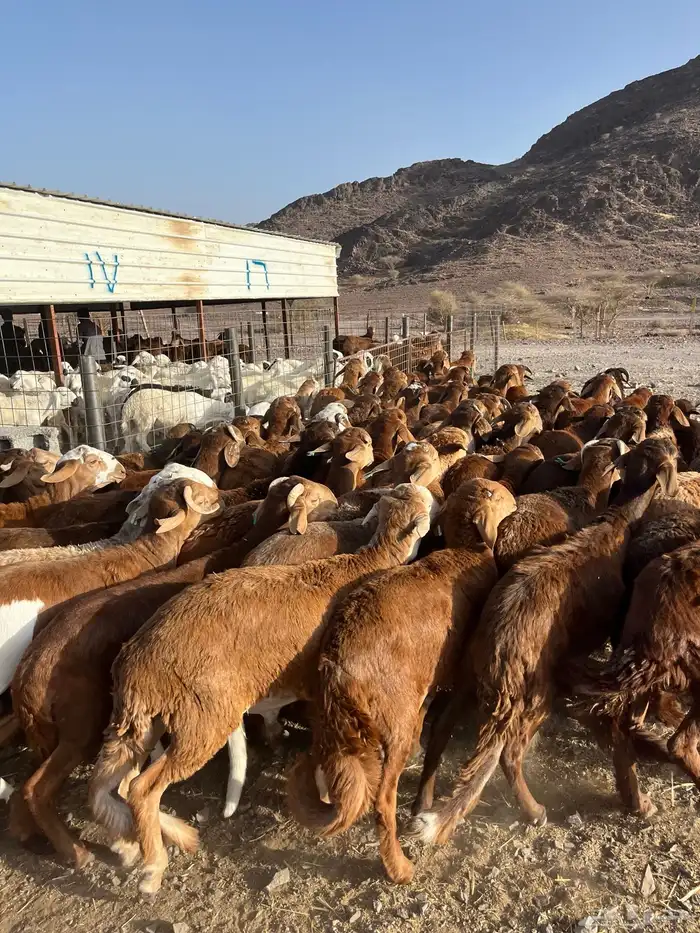 طليان سواكن حمري فاخر ام روابه مرابى ضحايا 50