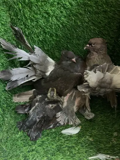رقاص امريكي 0