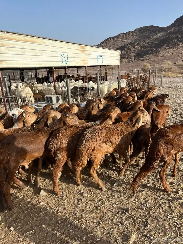 طليان سواكن حمري فاخر ام روابه مرابى ضحايا 58
