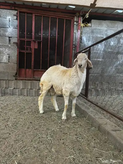 خروف 2