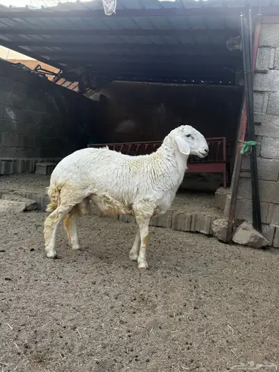 خروف 0