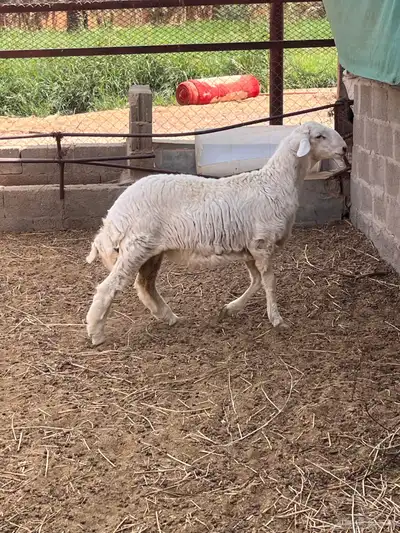 طلي حري ( تم البيع ) 1