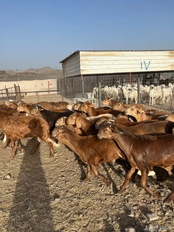 طليان سواكن حمري فاخر ام روابه مرابى ضحايا 41