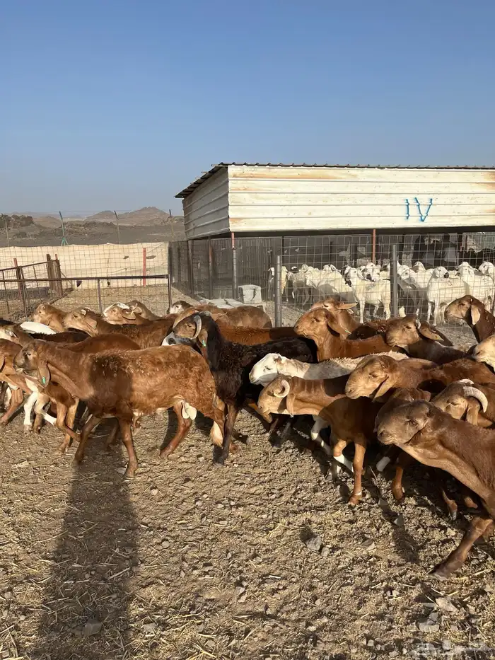 طليان سواكن حمري فاخر ام روابه مرابى ضحايا 43