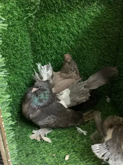 رقاص امريكي 9