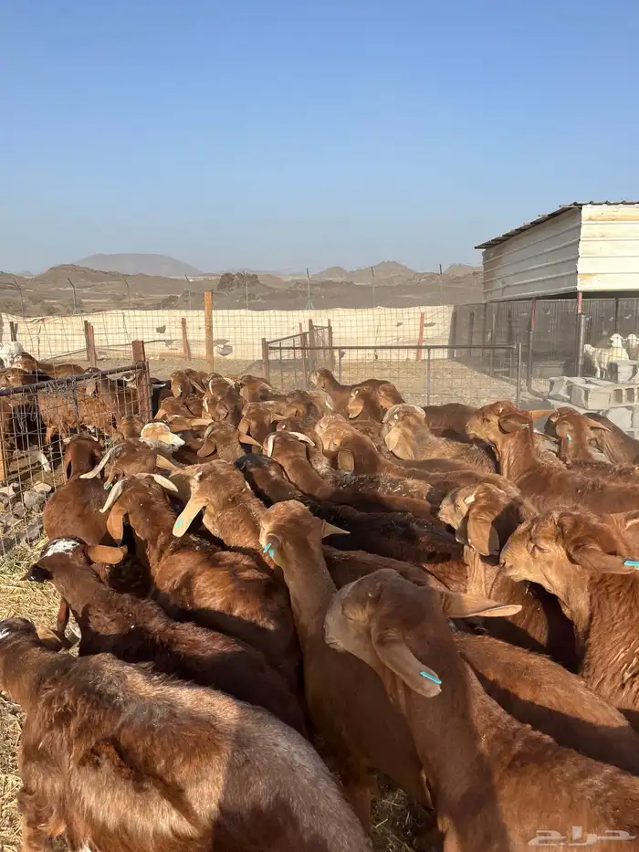 طليان سواكن حمري فاخر ام روابه مرابى ضحايا 35