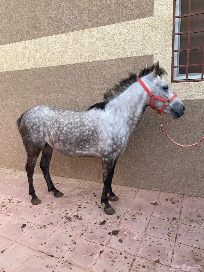 فرس شعبيه للبيع 3