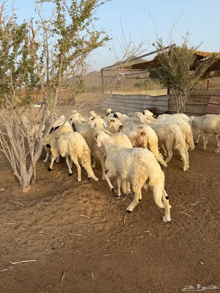 سواكن ابيض مرابي 4 شهور 3