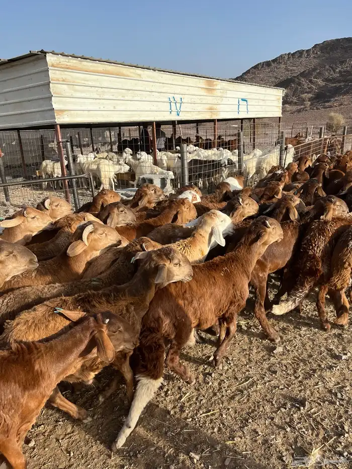 طليان سواكن حمري فاخر ام روابه مرابى ضحايا 53