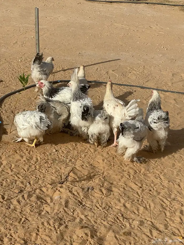 للبيع براهما العمر ثلاث شهور 1