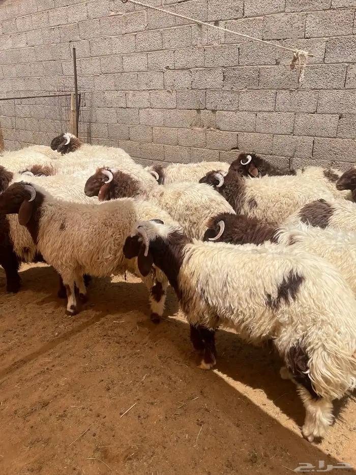 نعيم بلدي تمارا 100 تقييم 4