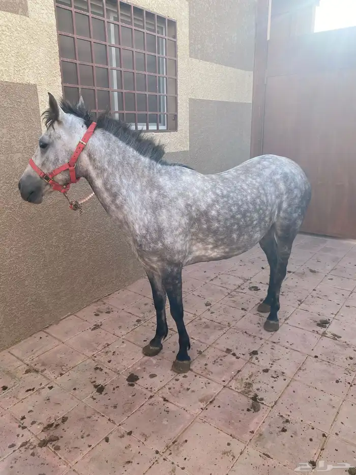 فرس شعبيه للبيع 1
