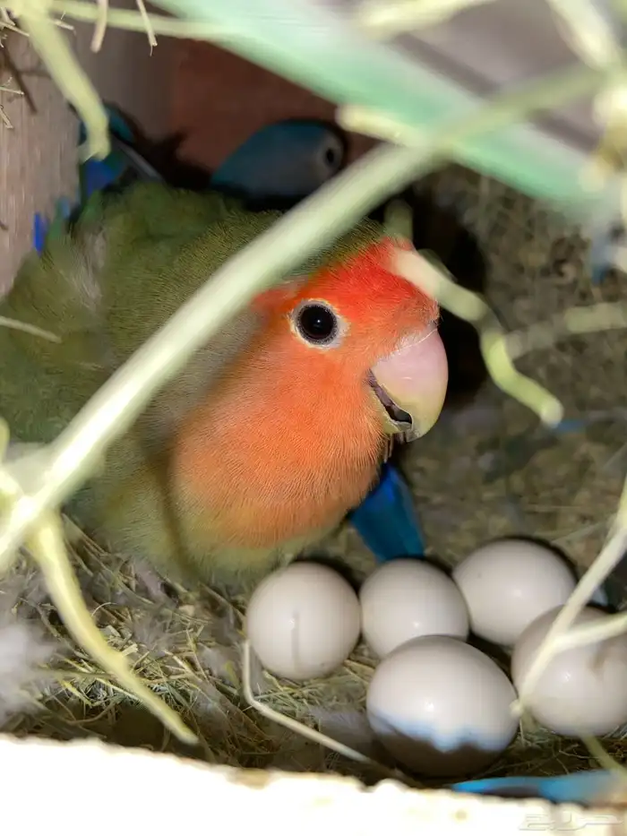 زوج روز مكينه انتاج معه بيض 1