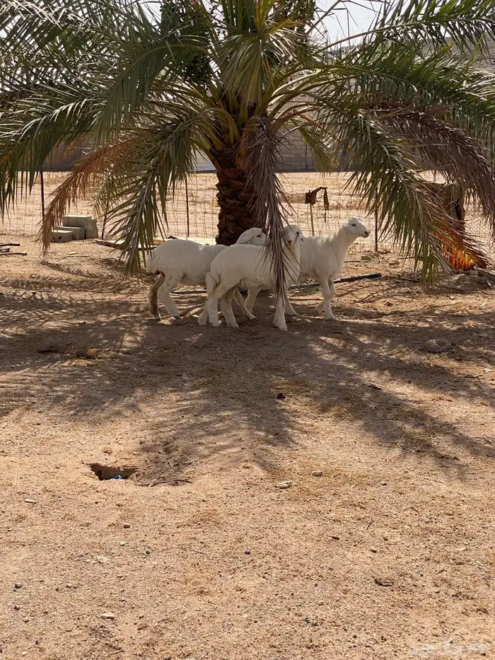 رخال حريات تم اللبيع 2