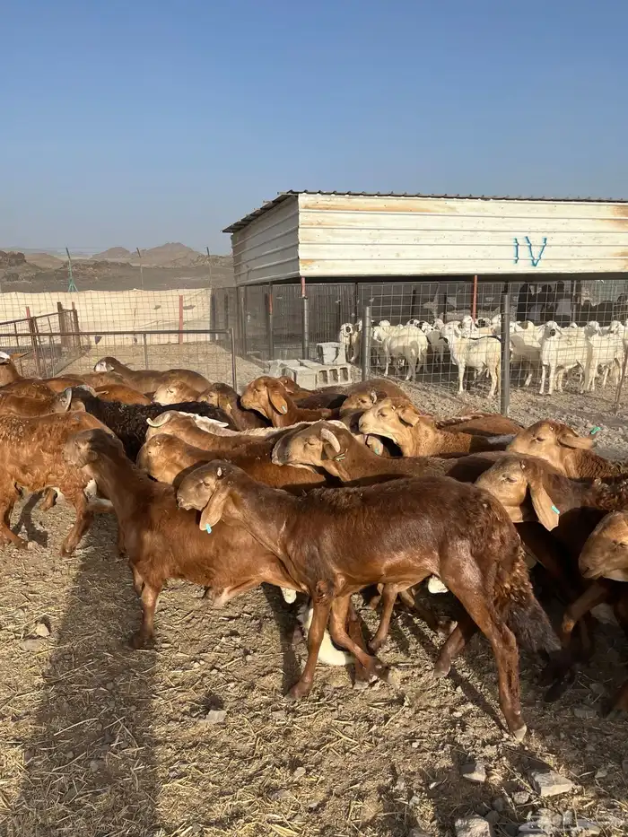 طليان سواكن حمري فاخر ام روابه مرابى ضحايا 40