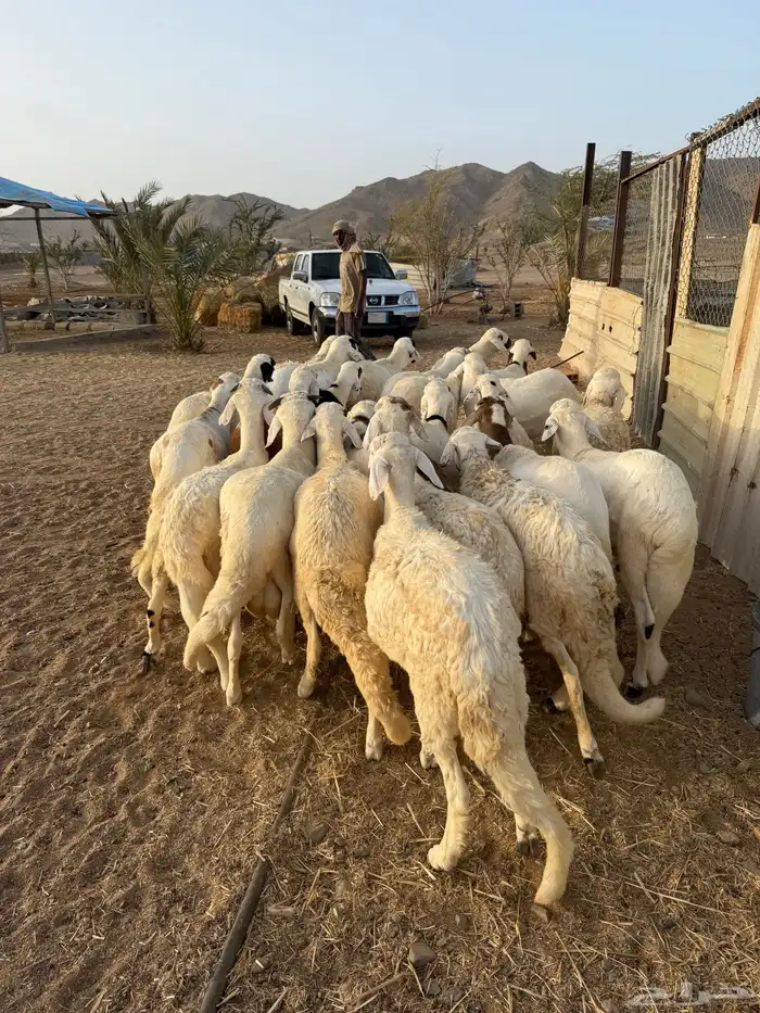 سواكن ابيض مرابي 4 شهور 9