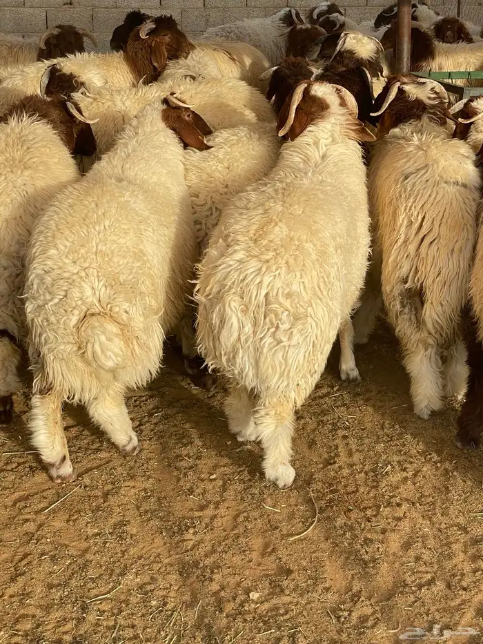 نعيم بلدي تمارا 100 تقييم 1