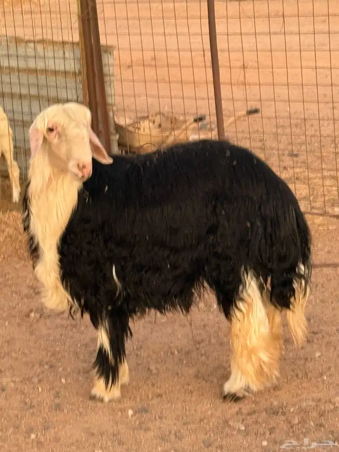 طليان نجادا 0