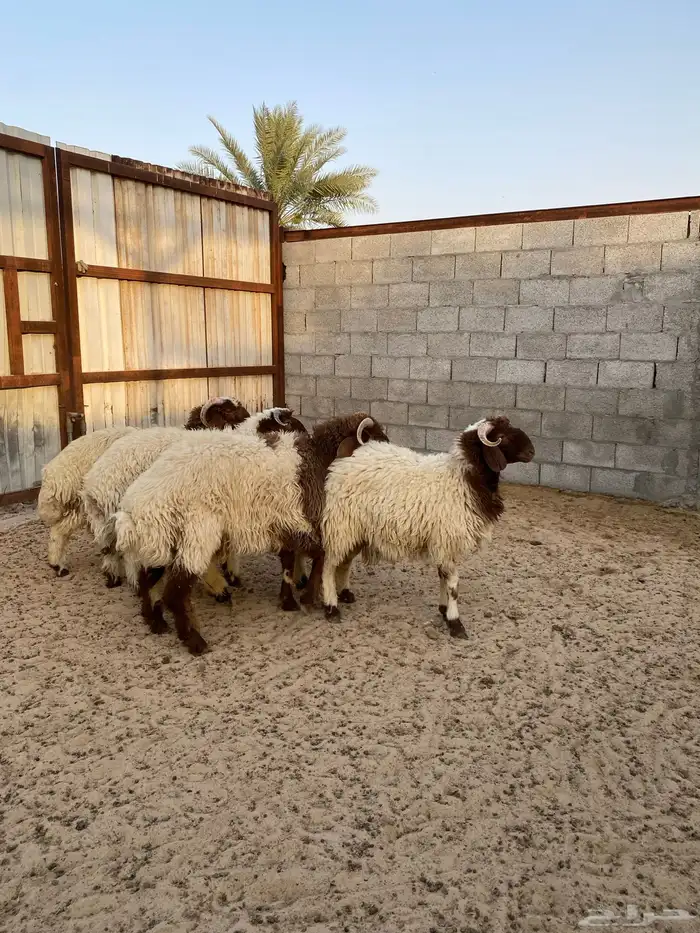 ضحايا نعيم بلدي فاخر تم البيع بالكامل 3