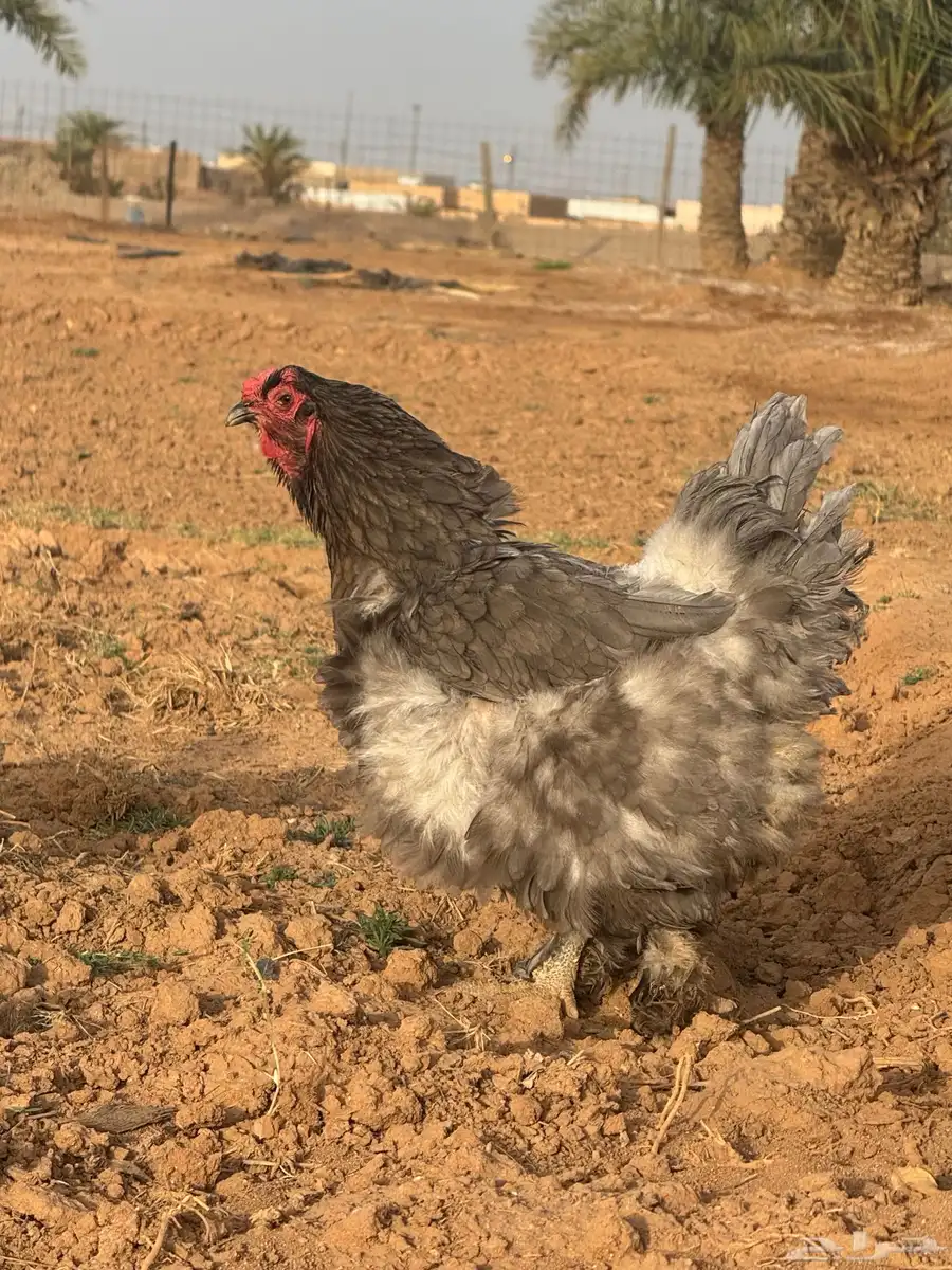 دجاج البيع 2