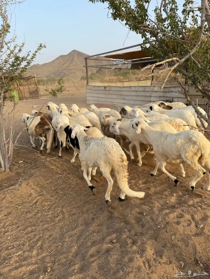 سواكن ابيض مرابي 4 شهور 2
