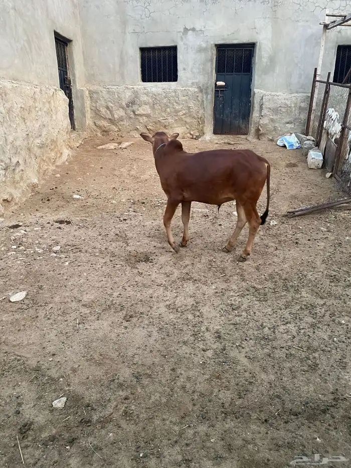 حسيل للبيع 5