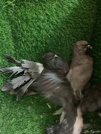 رقاص امريكي 5