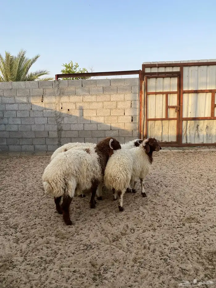 ضحايا نعيم بلدي فاخر تم البيع بالكامل 1