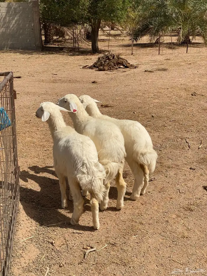 رخال حريات تم اللبيع 1